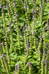 fresh green satureja montana close up in the garden