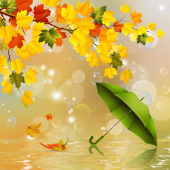Autumn background,colorful leaves and umbrella .
