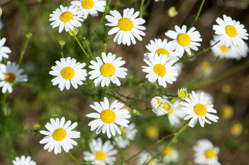 Obraz premium Chamomile flowers in the meadow, closeup detail