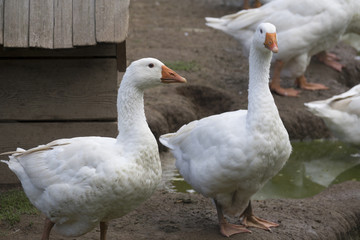 Naklejka na ściany i meble white geese - Anser anser domesticus in the garden
