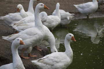 Fototapeta premium white geese - Anser anser domesticus in the garden