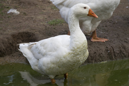 white geese - Anser anser domesticus in the garden