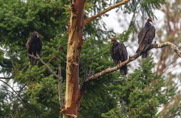 Three turkey vultures (Cathartes aura) perched in Arbutus tree, Gabriola, BC, Canada. Photo: Peter...