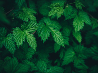 Green leaves background in dark tones