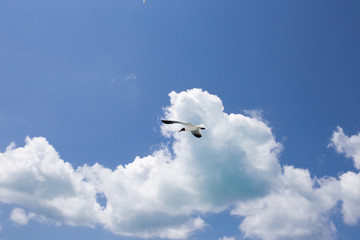 One seagull on the blue sky background