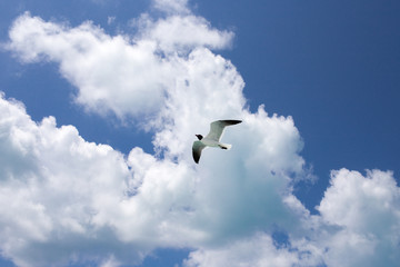 One seagull on the blue sky background