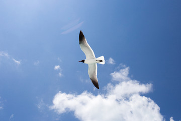Fototapeta na wymiar One seagull on the blue sky background