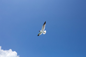 One seagull on the blue sky background