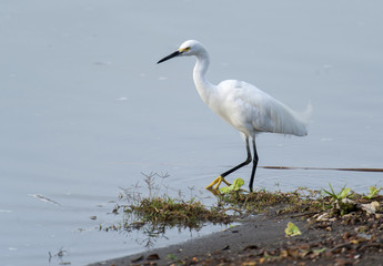 Snowy Egret (Egretta thula) hunting along lakeshore Lake Chapala, Ajijic, Jalisco, Mexico. Photo: Peter Llewellyn