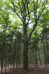 Fototapeta premium Clear green Countryside from the summer Mountains Beskydy in north east Bohemia, Czech Republic