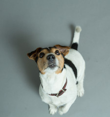 jack russell