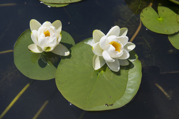 Obraz na płótnie Canvas lotus flower that grows in the lake