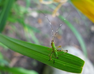 Small grasshopper