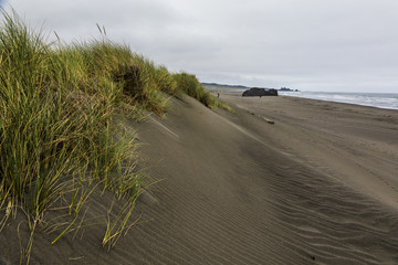 A grassy beach dune on a cloudy grey morning