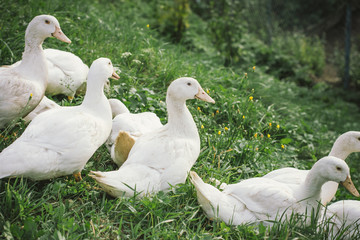 Ducks family walking on a farm grass.