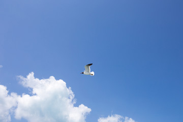 One seagull on the blue sky background