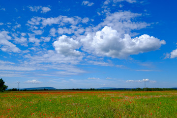 Fototapeta na wymiar Paysage de printemps - champ de coquelicots, le ciel bleu avec de baux nuages. France, Provence.