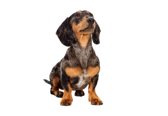 Dachshund dog looking in the side on a white background