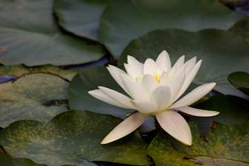 Lotos - waterlily.