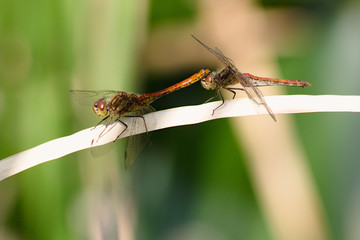 Dragonfly.