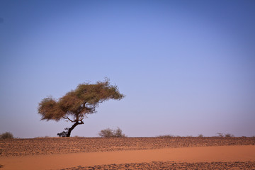 lonely acacia