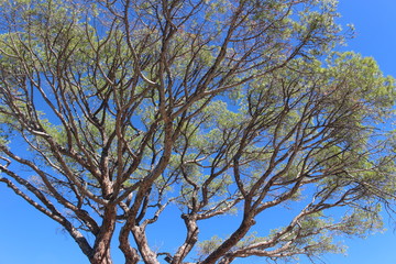tree and sky in summer