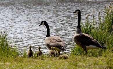 KanadaGänseFamilie