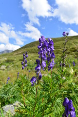 Enzian im Kaunergrat/Ötztaler Alpen - Tirol 