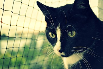 Katze