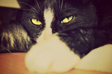 Katze