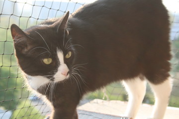 Katze