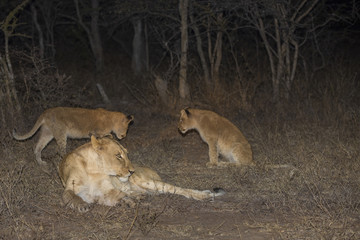 Lioness and Cubs