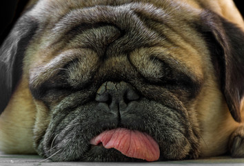 perro Pug durmiendo lindo con lengua hacia fuera