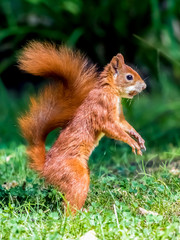 Ein Eichhörnchen steht auf einer Wiese © foto_tech