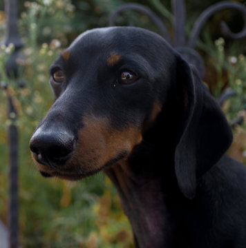 Retrato de tekkel