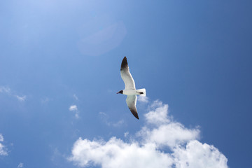 One seagull on the blue sky background