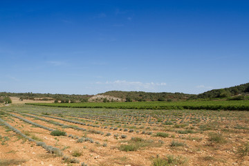 champ de lavande