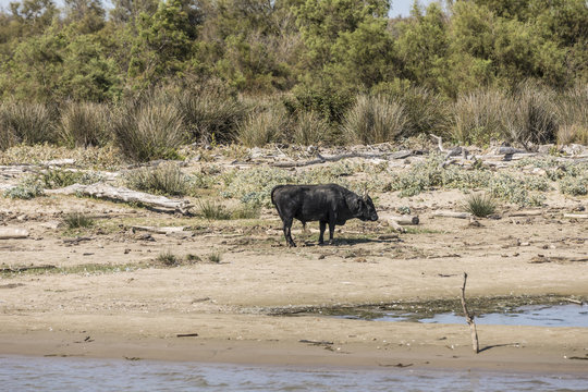 wild bulls praze and rest at a beach in the Rhone delta in the Camargue
