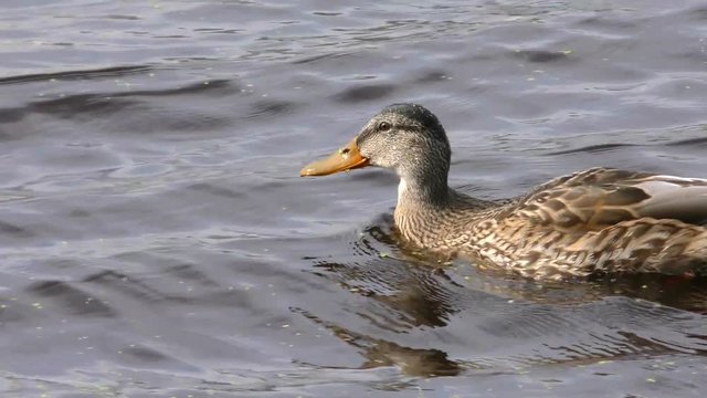 Wild duck floats on water. Perfect lovely bird. The world of animals around.