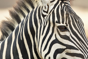 Fototapeta na wymiar Cebra común (Equus quagga)
