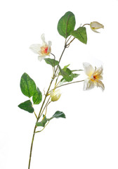 Fototapeta na wymiar single white flower isolated on white