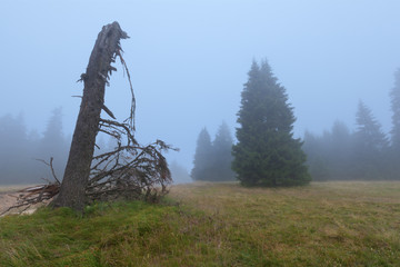 Fototapeta premium Natural woods of spruce trees as mystical landscape