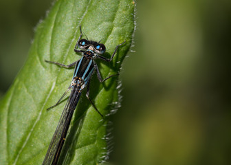 Fototapeta premium Blue tailed damselfly