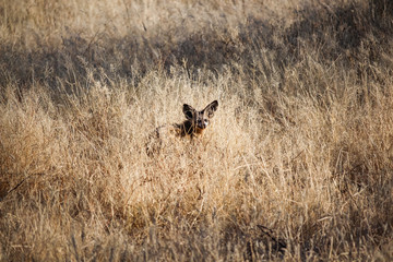 Namibia, Safari, Game Drive, Wildhund in der Savanne