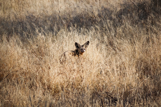 Namibia, Safari, Game Drive, Wildhund in der Savanne