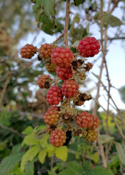 blackberries on the branch