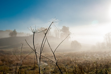 лучи утреннего солнца сквозь туман ранней осенью освещают покрытые инеем паутинки на сухой траве