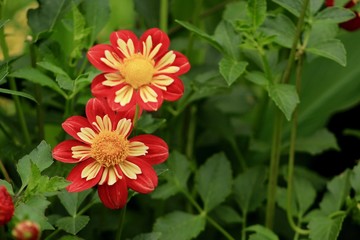 Starburst Red and Yellow Flower