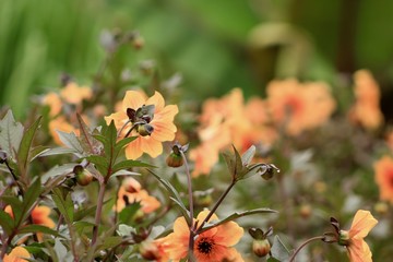 Orange Blossoms and Buds
