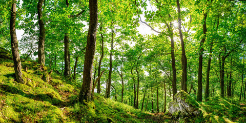 Beautiful green forest with old trees and bright sun